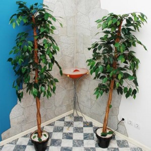 dukadent07 dukadent07